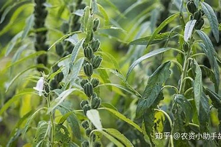 芝麻渣可以直接当肥料养花吗