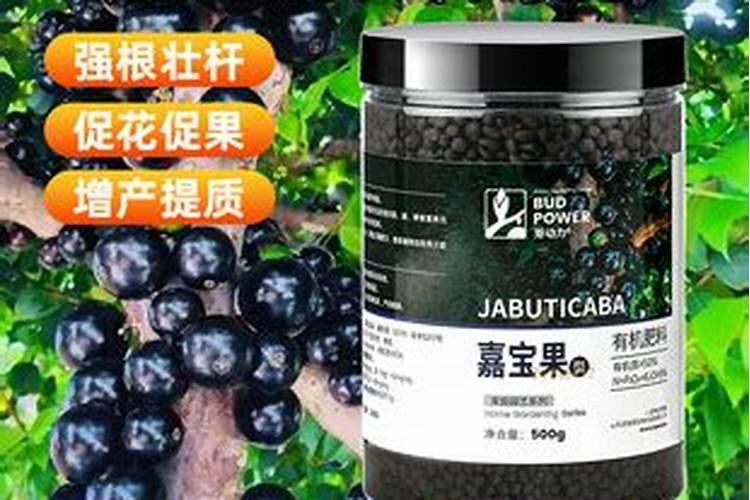 嘉宝果和其他植物混种可以吗