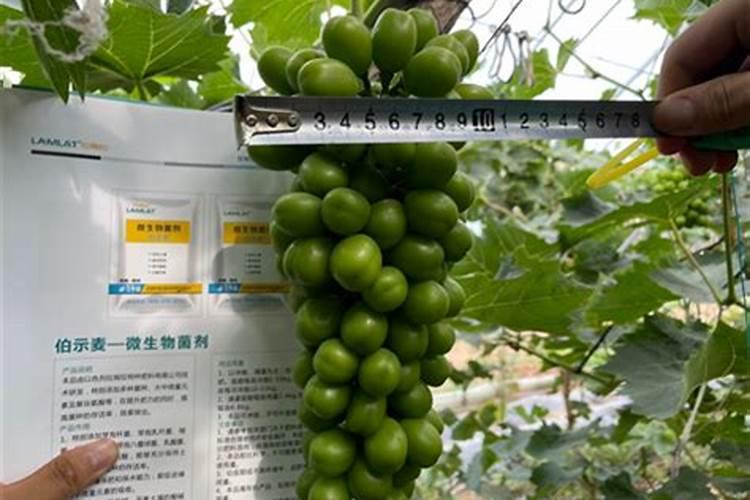 第一年阳光玫瑰栽培养殖方法