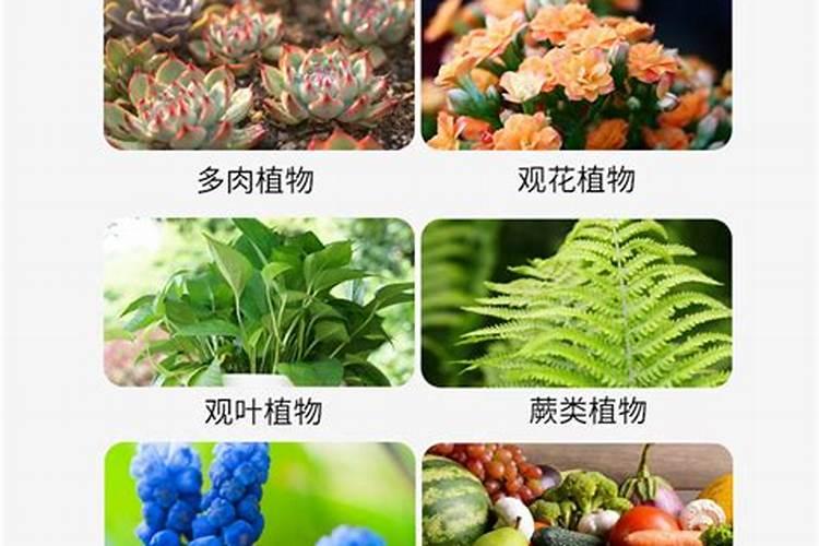 颗粒缓释肥和复合肥的区别(缓释肥和复合肥的区别是什么)