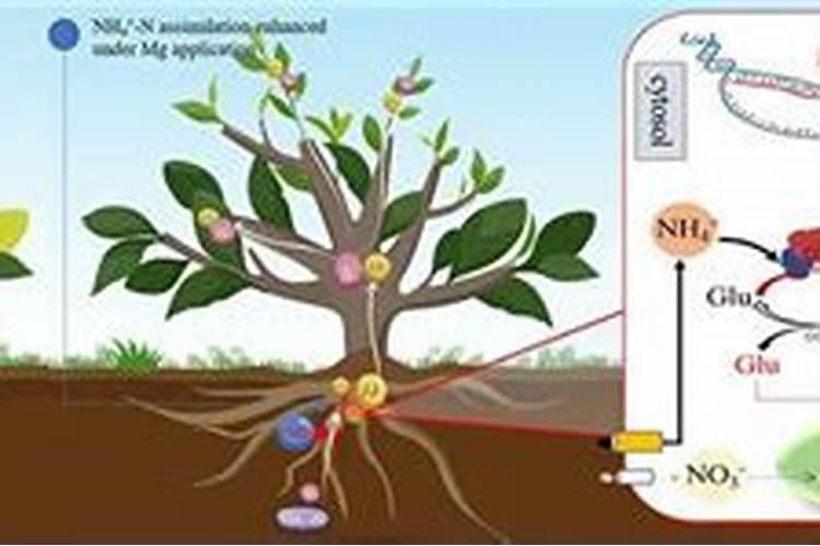 茶叶树怎么施肥