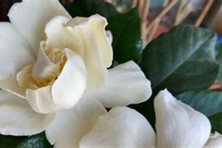 养花肥料加多了怎么办