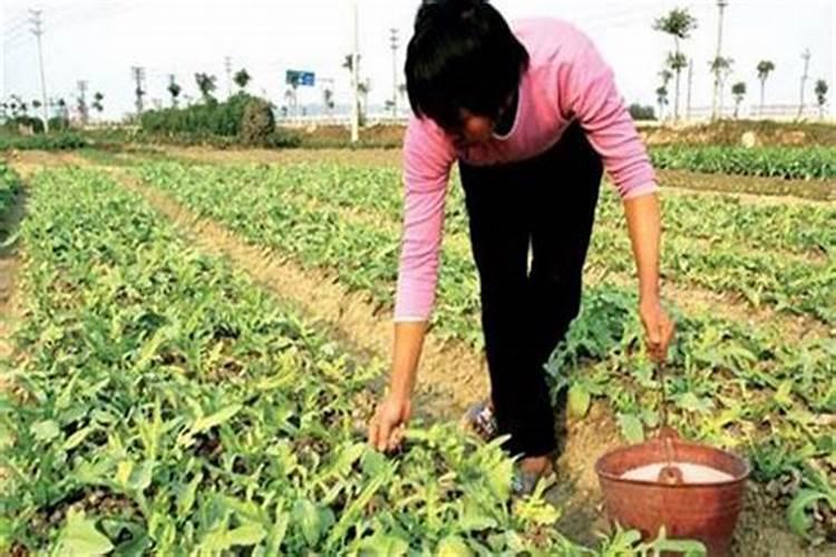 杨树化肥上多了烧树了怎么办？