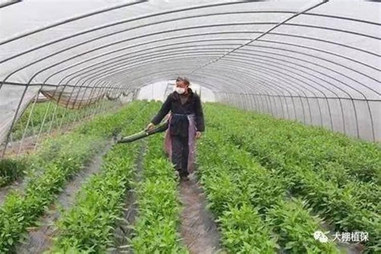 桔梗种植技术介绍