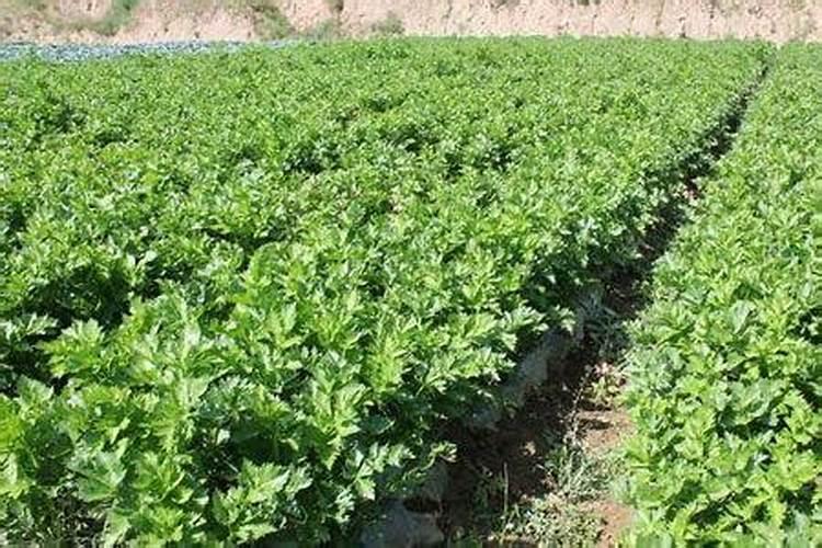 中药材专用叶面肥哪个品牌好？柴胡追肥用什么肥料好,一次冲施多少肥料合...