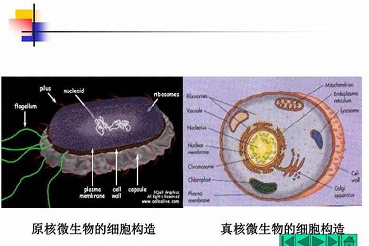 美国世多乐哈维果水溶肥4千克一袋的多少钱？