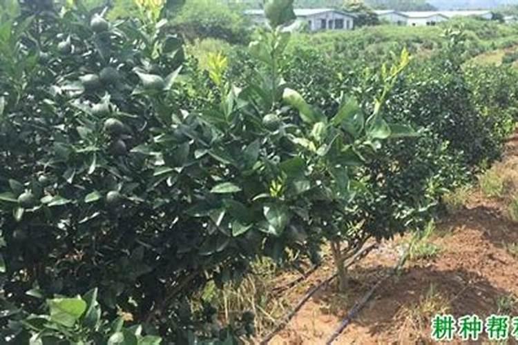 柑橘施肥时间和用量？柑橘叶面肥有哪些？