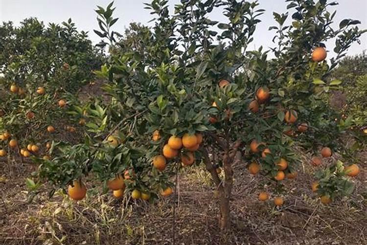 八月柑橘用什么肥料最好