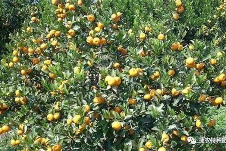 柑橘8月份施什么肥最好