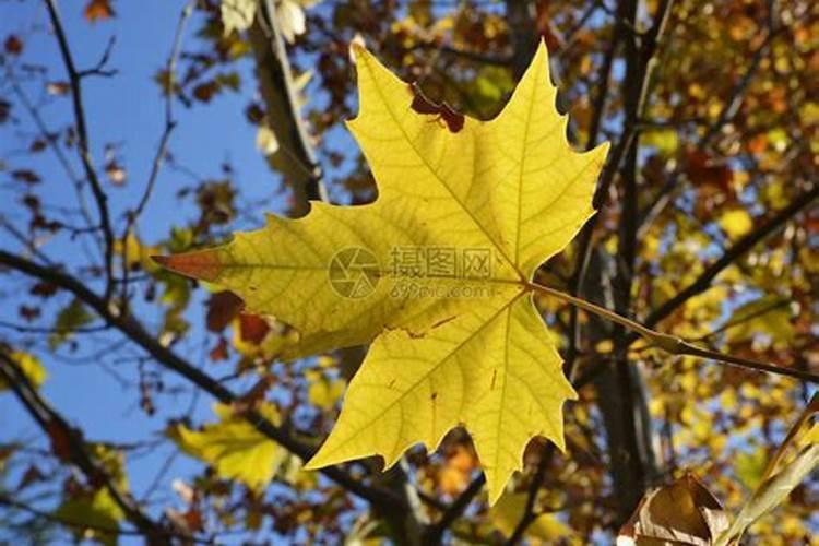 水溶肥能浇绿萝吗