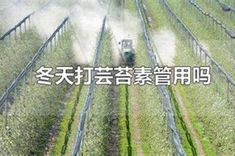 玉米用打叶面肥吗 使用注意事项有哪些
