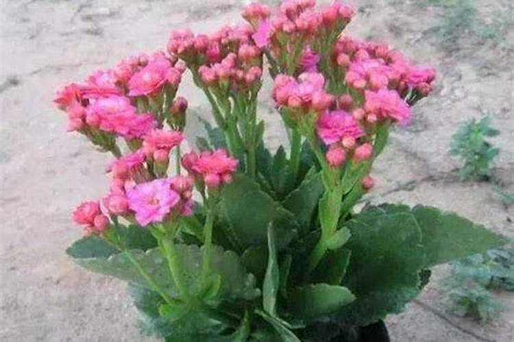 长寿花夏天可以施肥吗