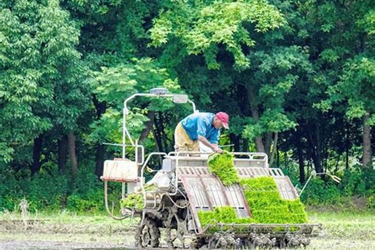 钾肥正确使用方法