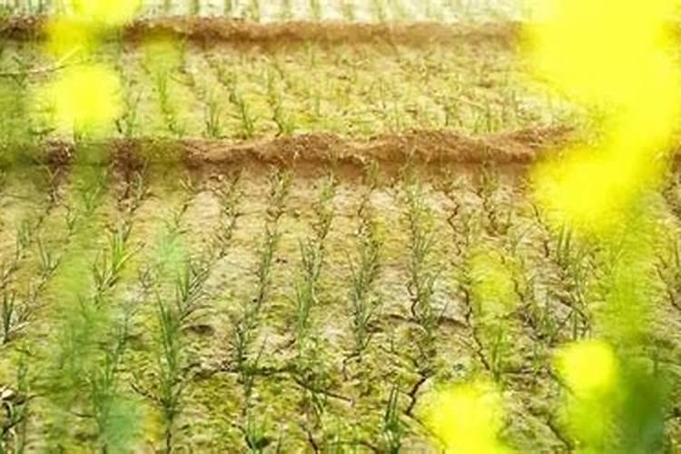 水稻后期施什么肥最好