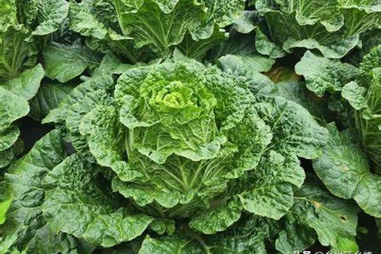 除草剂对鱼塘有哪些危害