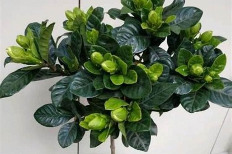 追肥使用磷酸二氢钾,属于叶面肥吗？磷肥怎么用效果好