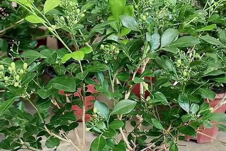 九里香怎么施肥