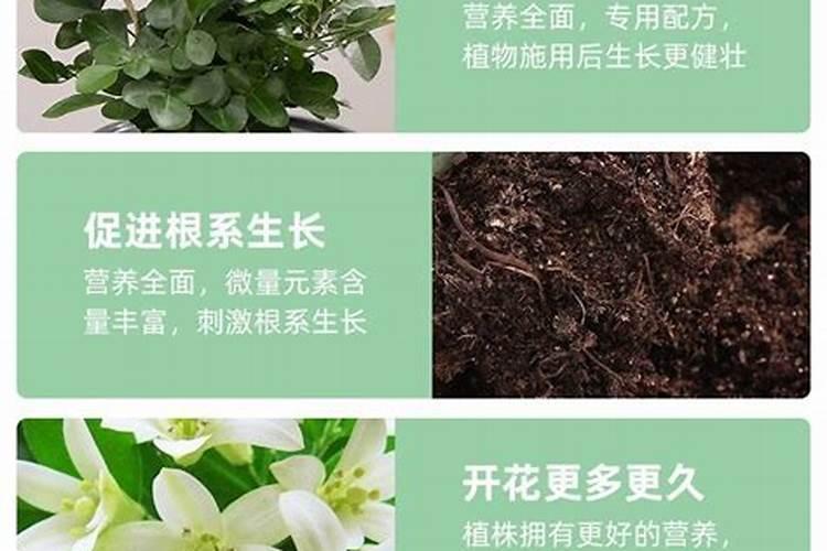 九里香用什么肥料