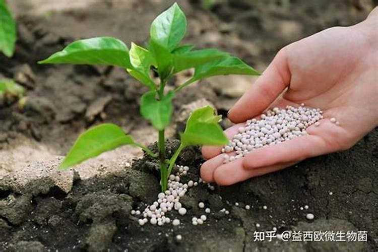 中国十大名牌菌剂