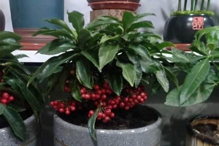 磷肥与磷铵的区别