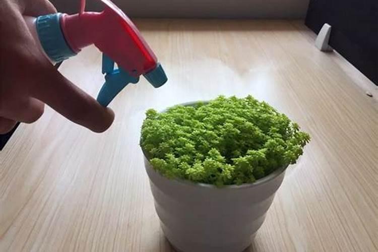 绿龟卵多肉植物怎么养