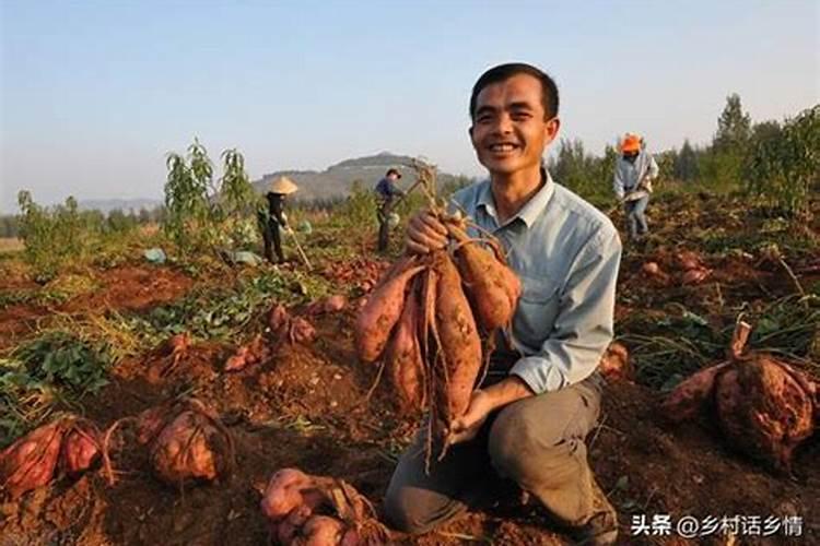 种地瓜用什么肥料好