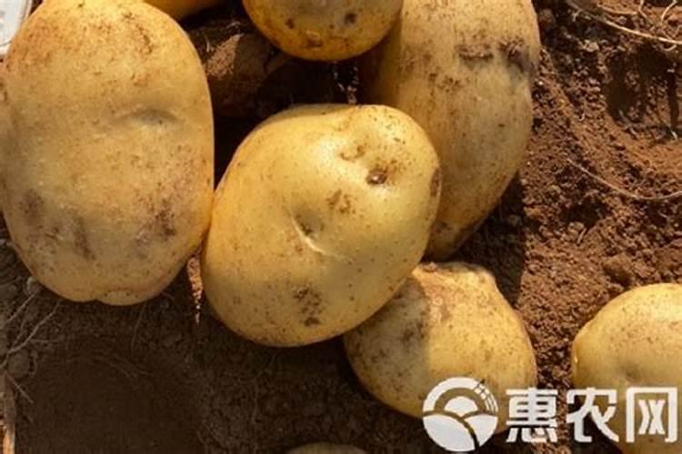 合理的施肥才能高产,马铃薯怎么施肥能高产？