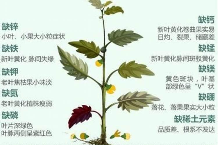 植物矮小,叶子发黄,用什么化肥