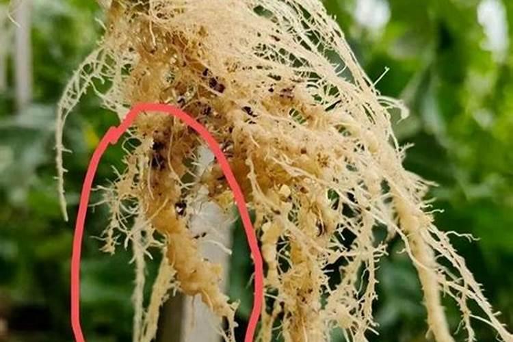 根结线虫最怕三个药
