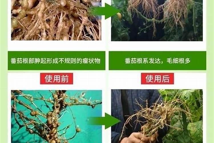 杀线虫药剂有哪些