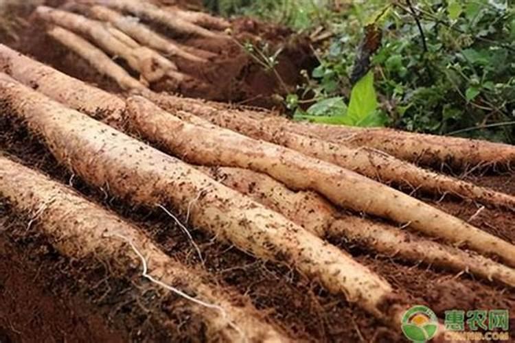 种植山药氮肥什么时候施磷肥什么时候施钾肥什么时候施