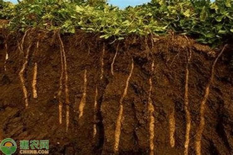 山药怎么种的 山药种植的方法