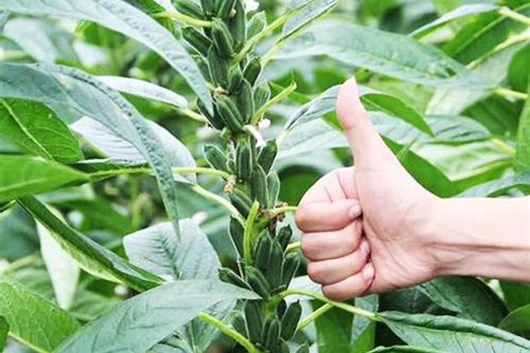 芝麻打顶后怎么施肥