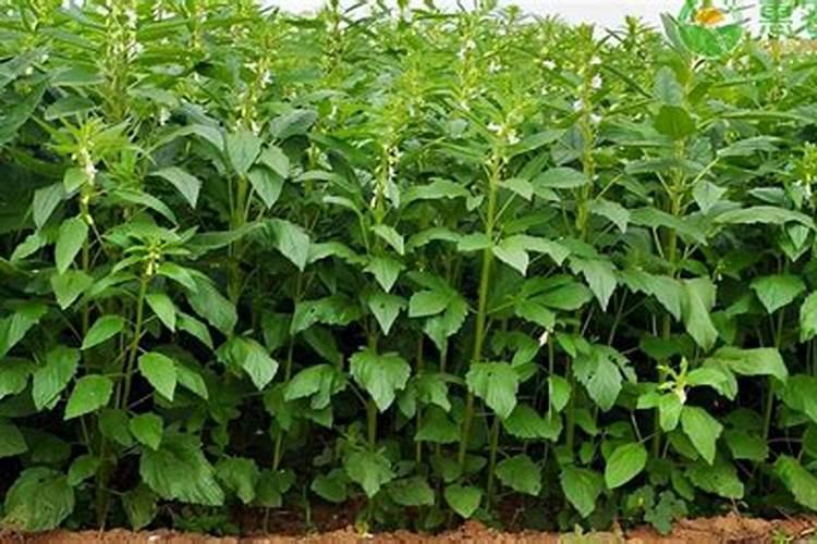 芝麻开花期间有哪些相关管理技巧？