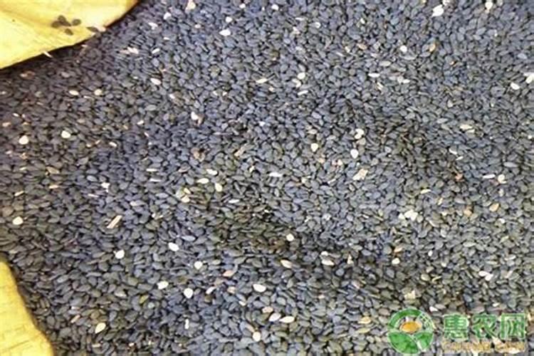 富硒黑芝麻的种植方法和时间