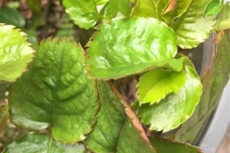 哪种叶面肥能让叶子又肥又大