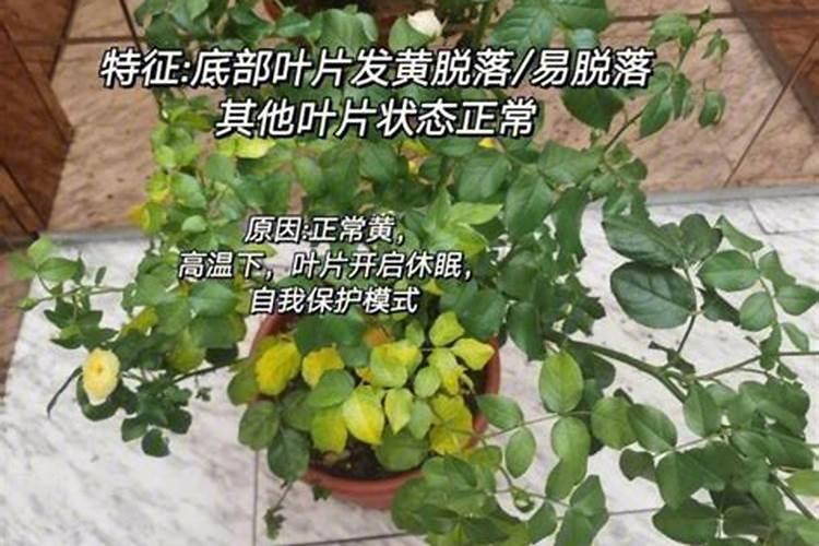 我的月季花叶子发黄上边还有黑点,不知道怎么了