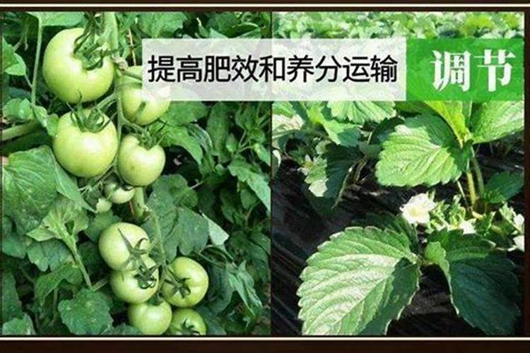 西红柿黄腐酸钾什么时侯冲服