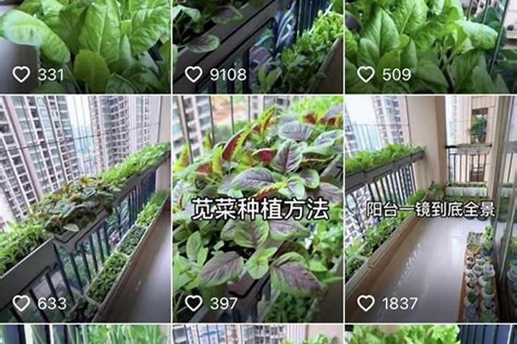 种菜用什么肥料最好