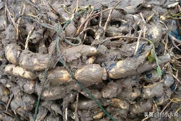 浅水莲藕种植技术