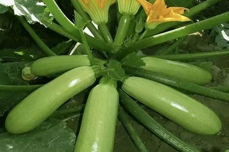 西红柿定值一个月可以冲施矿源黄腐酸和纯磷吗？