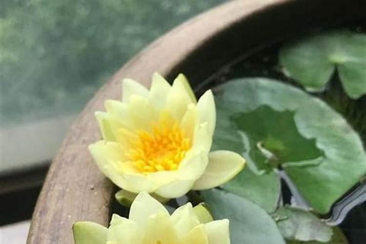 睡莲土培的种植方法