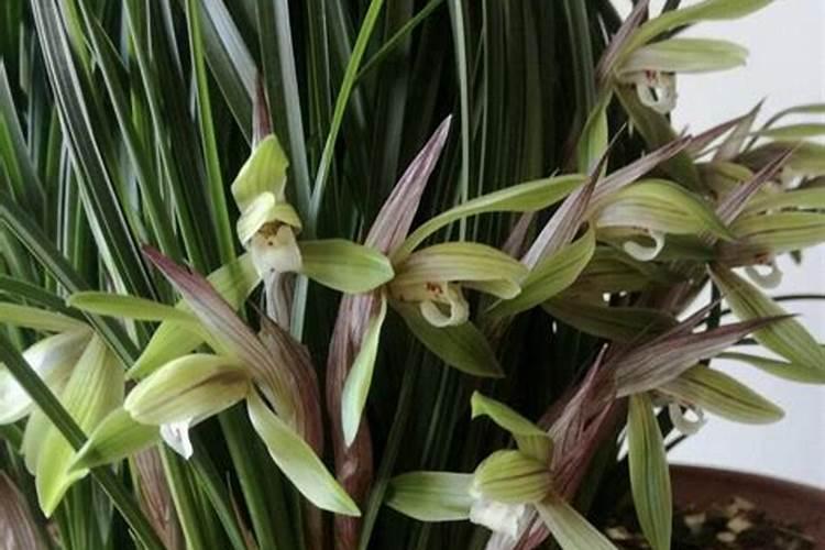 兰花发芽箭芽时需要如何养护？