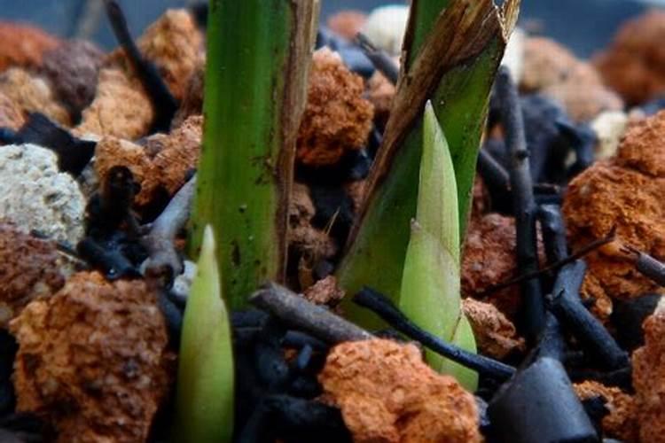 兰花用什么肥料做基肥？