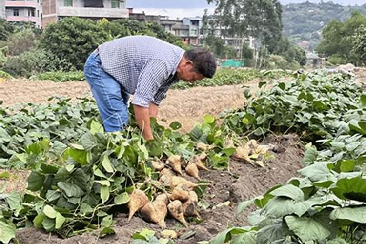 红薯追肥最佳时间