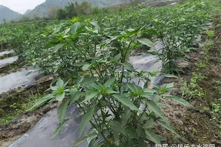 番茄平衡肥什么时候用(番茄平衡肥与高钾肥的使用)