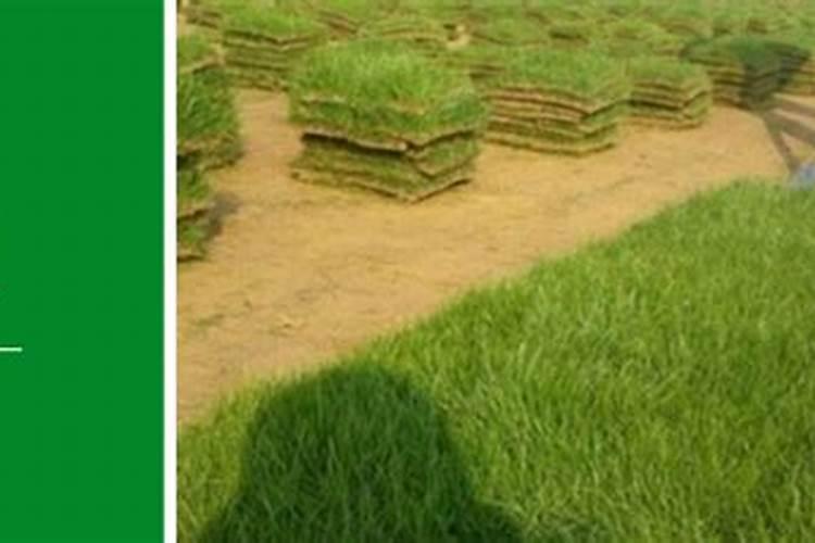 草坪专用肥洒上几天可以撒种子