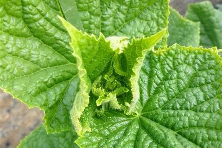 黄瓜怎么提龙头快