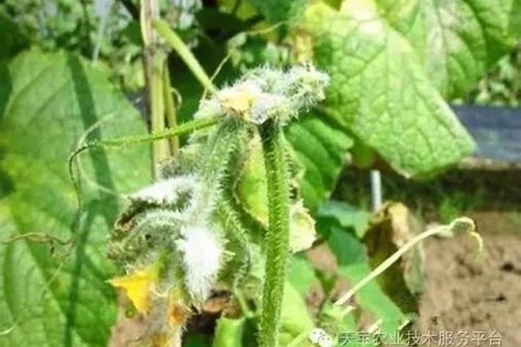 黄瓜怎么提龙头快