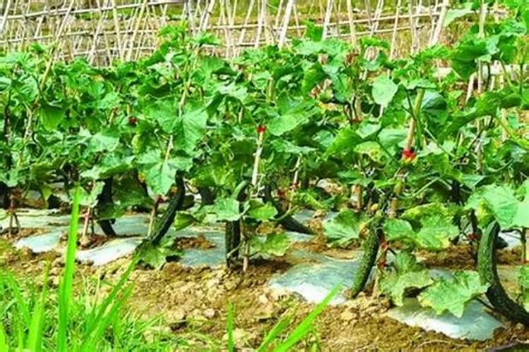 黄瓜烂龙头致减产!注意这几点,黄瓜长势旺!